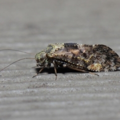 Myopsocidae (family) (Mouse-like Barklice) at Hackett, ACT - 1 Jun 2019 by TimL