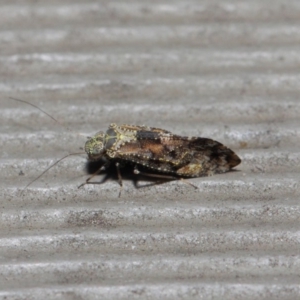 Myopsocidae (family) at Hackett, ACT - 1 Jun 2019 12:38 PM