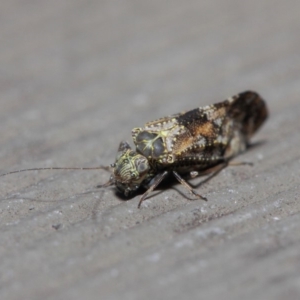 Myopsocidae (family) at Hackett, ACT - 1 Jun 2019 12:38 PM