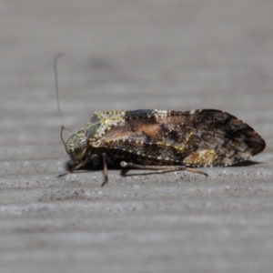 Myopsocidae (family) at Hackett, ACT - 1 Jun 2019 12:38 PM