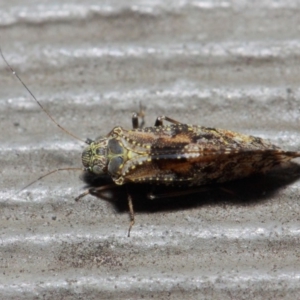 Myopsocidae (family) at Hackett, ACT - 1 Jun 2019 12:38 PM