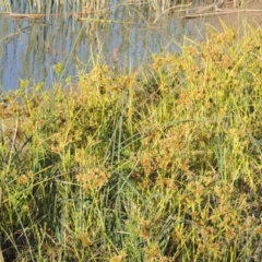 Cyperus eragrostis (Umbrella Sedge) at Tuggeranong DC, ACT - 27 Mar 2019 by michaelb