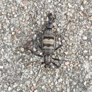 Boreoides subulatus at Surf Beach, NSW - 24 May 2019 12:00 PM