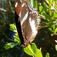 Hypolimnas bolina (Varied Eggfly) at Denhams Beach, NSW - 25 May 2019 by Suemeade