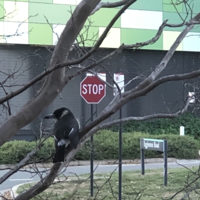 Cracticus torquatus (Grey Butcherbird) at Canberra, ACT - 30 May 2019 by TimYiu