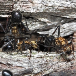 Polyrhachis semiaurata at Acton, ACT - 2 Jun 2019 12:49 PM