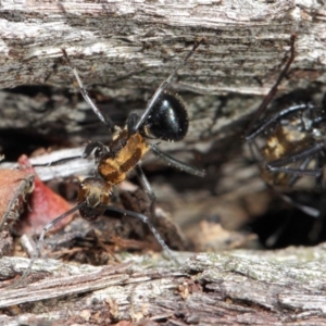 Polyrhachis semiaurata at Acton, ACT - 2 Jun 2019 12:49 PM