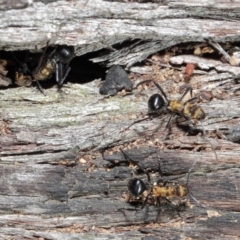 Polyrhachis semiaurata at Acton, ACT - 2 Jun 2019 12:49 PM