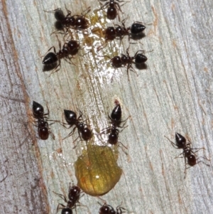 Crematogaster sp. (genus) at Acton, ACT - 1 Jun 2019 12:42 PM