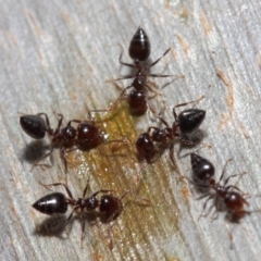 Crematogaster sp. (genus) at Acton, ACT - 1 Jun 2019 12:42 PM