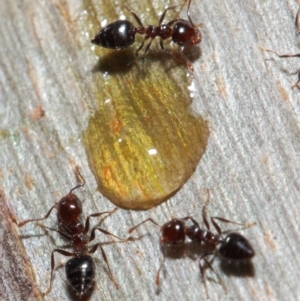 Crematogaster sp. (genus) at Acton, ACT - 1 Jun 2019 12:42 PM