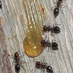 Crematogaster sp. (genus) at Acton, ACT - 1 Jun 2019 12:42 PM