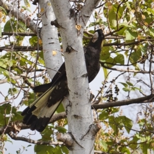 Zanda funerea at Hughes, ACT - 3 Jun 2019 10:10 AM