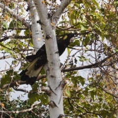 Zanda funerea at Hughes, ACT - 3 Jun 2019 10:10 AM