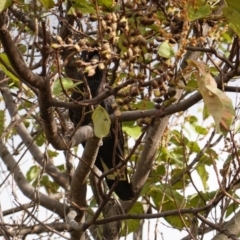 Zanda funerea at Hughes, ACT - 3 Jun 2019 10:10 AM