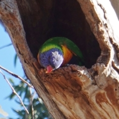 Trichoglossus moluccanus (Rainbow Lorikeet) at Hughes, ACT - 30 May 2019 by JackyF