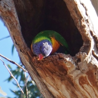 Trichoglossus moluccanus (Rainbow Lorikeet) at Hughes, ACT - 30 May 2019 by JackyF