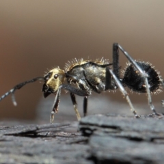 Polyrhachis semiaurata (A golden spiny ant) at Acton, ACT - 1 Jun 2019 by TimL