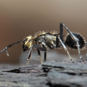 Polyrhachis semiaurata at Acton, ACT - 1 Jun 2019 01:17 PM