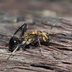 Polyrhachis semiaurata at Acton, ACT - 1 Jun 2019 01:17 PM