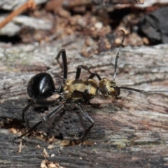 Polyrhachis semiaurata at Acton, ACT - 1 Jun 2019 01:17 PM