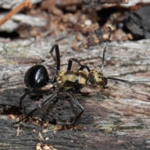 Polyrhachis semiaurata at Acton, ACT - 1 Jun 2019 01:17 PM