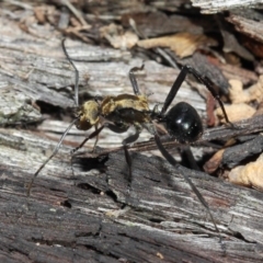 Polyrhachis semiaurata at Acton, ACT - 1 Jun 2019 01:17 PM