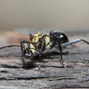 Polyrhachis semiaurata at Acton, ACT - 1 Jun 2019 01:17 PM