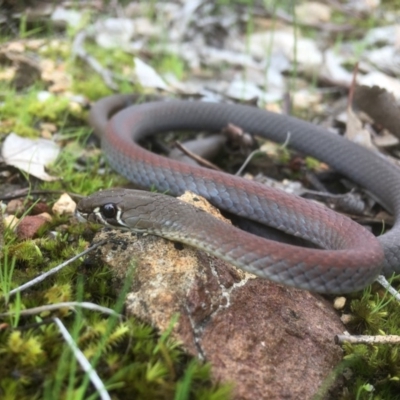 Demansia psammophis (Yellow-faced Whipsnake) at Albury - 19 Aug 2018 by DamianMichael