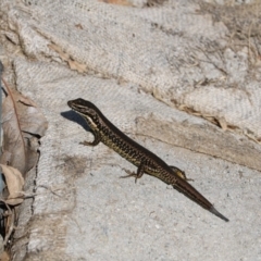 Eulamprus heatwolei (Yellow-bellied Water Skink) at Albury - 21 Apr 2018 by Damian Michael