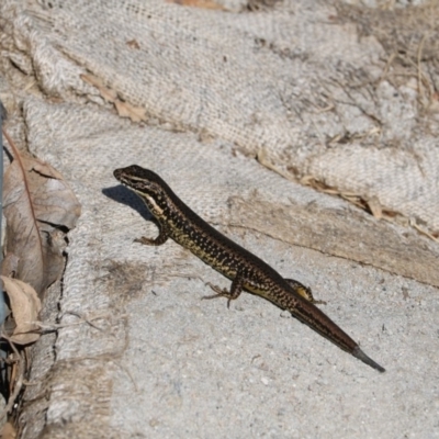 Eulamprus heatwolei (Yellow-bellied Water Skink) at Noreuil Park - 21 Apr 2018 by Damian Michael