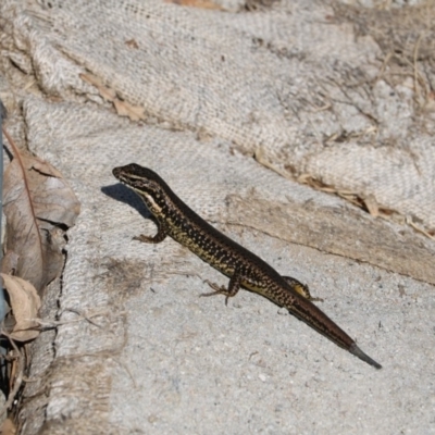 Eulamprus heatwolei (Yellow-bellied Water Skink) at Albury - 21 Apr 2018 by Damian Michael