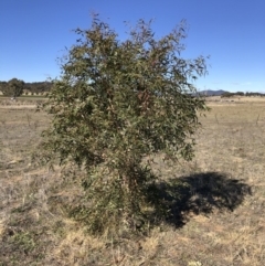 Eucalyptus viminalis (Ribbon Gum) at Illilanga & Baroona - 31 May 2019 by Illilanga
