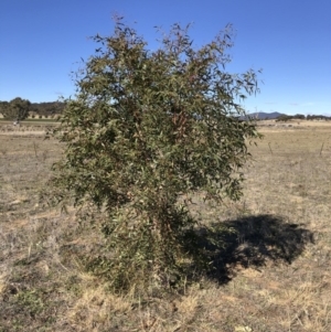 Eucalyptus viminalis at Illilanga & Baroona - 31 May 2019