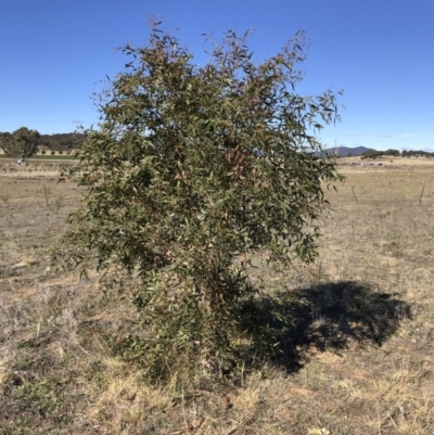 Eucalyptus viminalis (Ribbon Gum) at Michelago, NSW - 31 May 2019 by Illilanga
