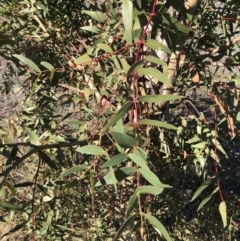 Eucalyptus viminalis at Illilanga & Baroona - 31 May 2019 12:09 PM