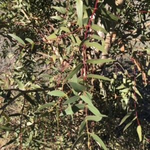 Eucalyptus viminalis at Michelago, NSW - 31 May 2019