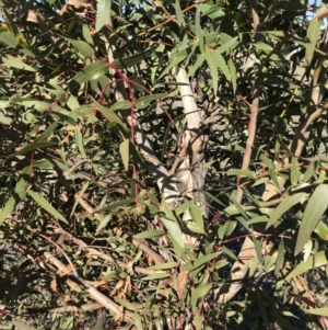 Eucalyptus viminalis at Illilanga & Baroona - 31 May 2019