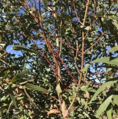 Eucalyptus viminalis at Illilanga & Baroona - 31 May 2019 12:09 PM