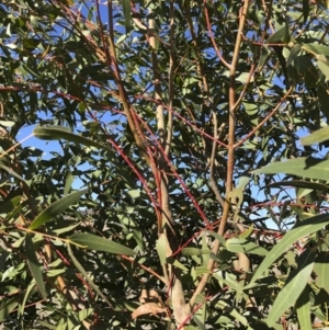 Eucalyptus viminalis at Illilanga & Baroona - 31 May 2019