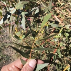 Eucalyptus viminalis at Illilanga & Baroona - 31 May 2019 12:09 PM