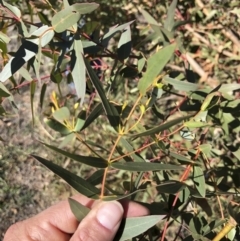 Eucalyptus viminalis at Michelago, NSW - 31 May 2019