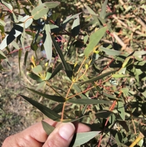 Eucalyptus viminalis at Michelago, NSW - 31 May 2019