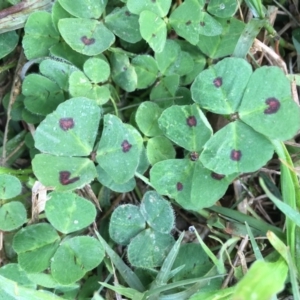 Medicago arabica at Griffith, ACT - 3 Jun 2019 10:05 AM