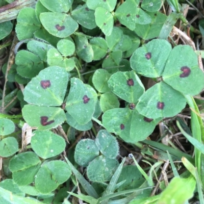 Medicago arabica (Spotted Burr Medic) at Griffith Woodland - 3 Jun 2019 by AlexKirk