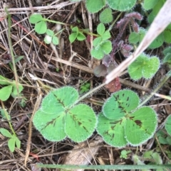 Trifolium sp. (Clover) at Griffith Woodland - 3 Jun 2019 by AlexKirk