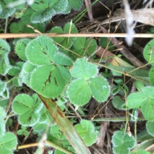 Trifolium sp. at Griffith, ACT - 3 Jun 2019