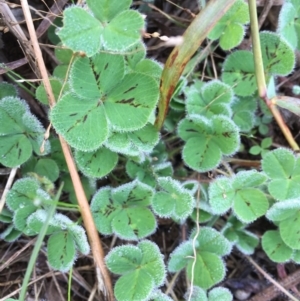 Trifolium sp. at Griffith, ACT - 3 Jun 2019 10:03 AM