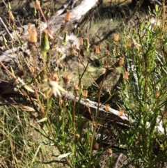 Senecio interpositus (A Fireweed) at Mount Clear, ACT - 16 May 2019 by NickiTaws