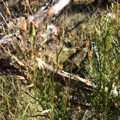 Senecio interpositus (A Fireweed) at Mount Clear, ACT - 17 May 2019 by NickiTaws